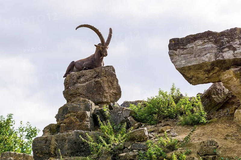 Alpine ibex