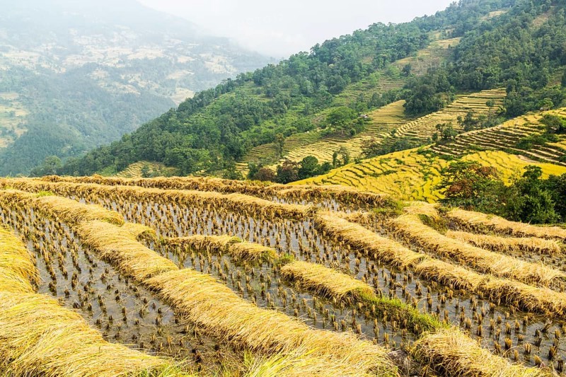 Terraced rice fields ready to be harvested