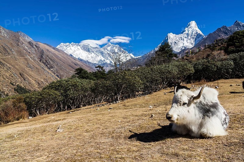 White yak
