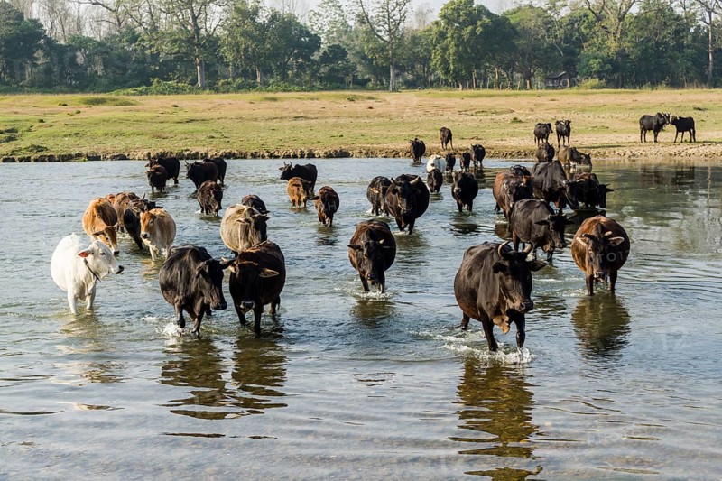 A herd of cows is crossing a shallow river