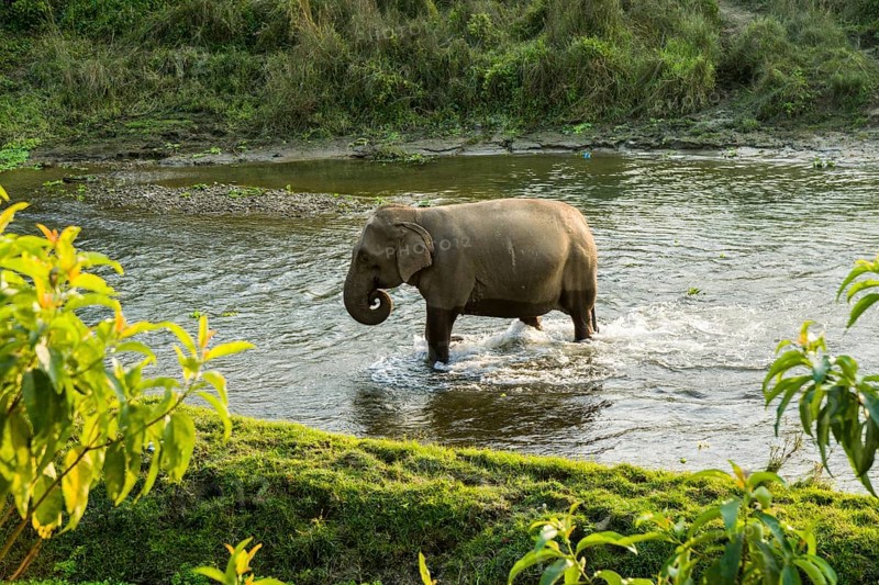 Wild female Asian elephant