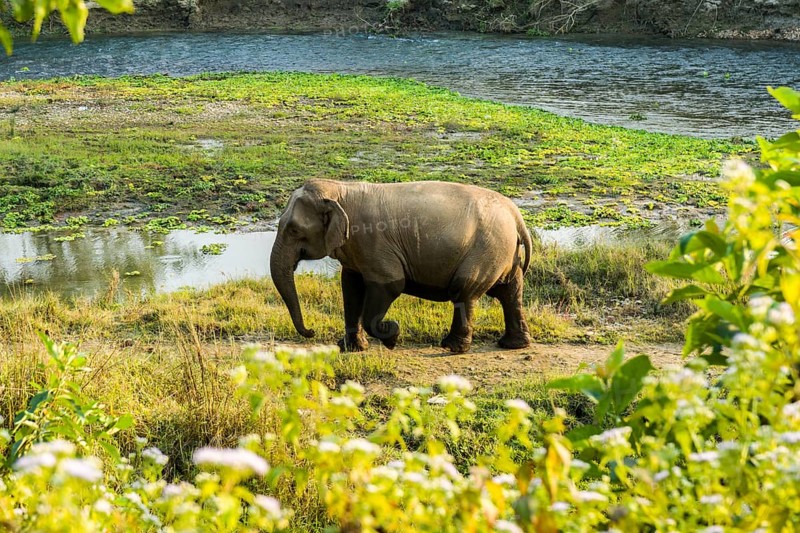 Wild female Asian elephant