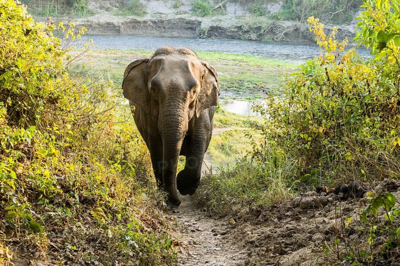 Wild female Asian elephant