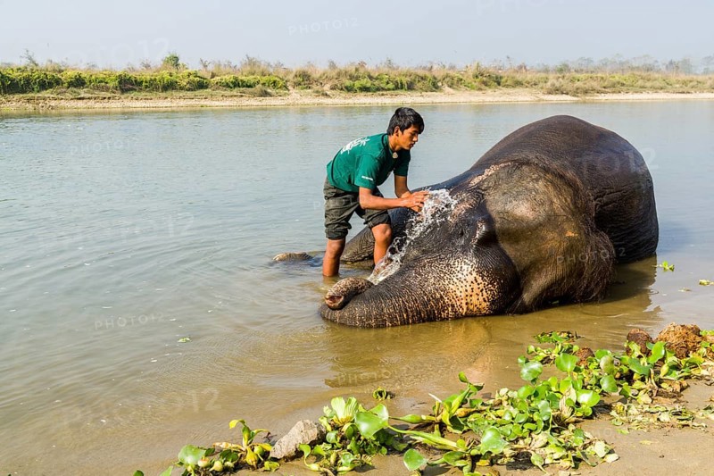 Domesticated Asian elephant