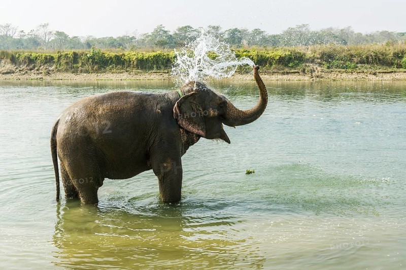 Domesticated Asian elephant