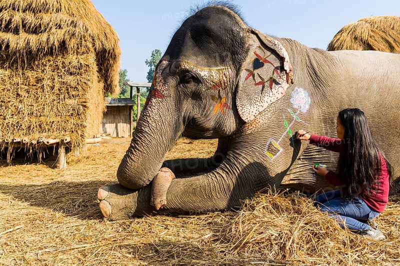 Young woman painting Asian elephant