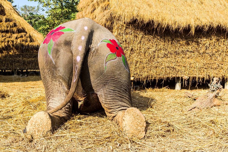 Backside view of Asian elephant