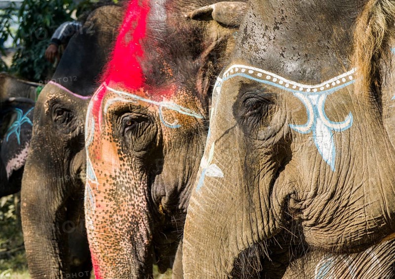 Portrait of Asian elephants