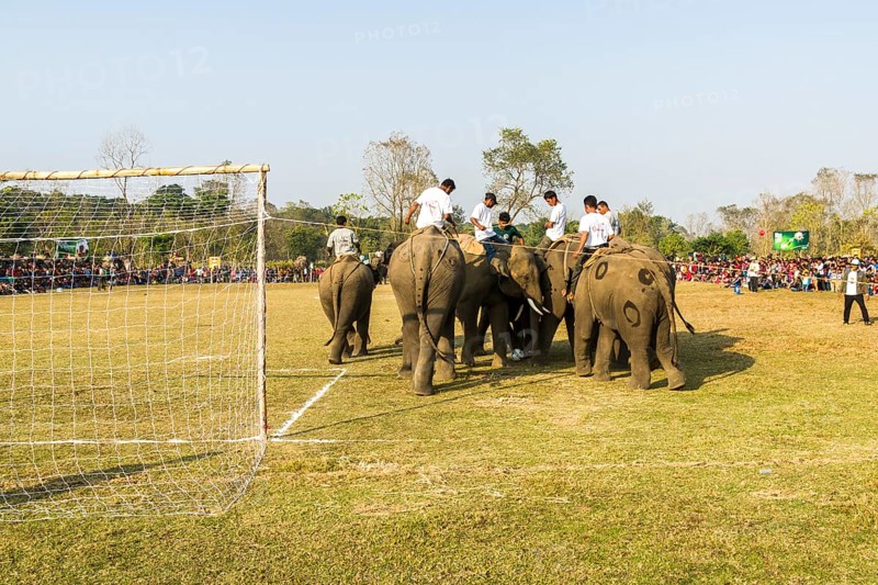 Asian elephants