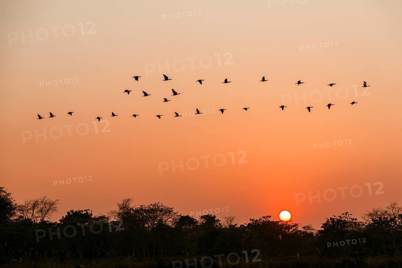 A flock of goose is flying over trees at sunset