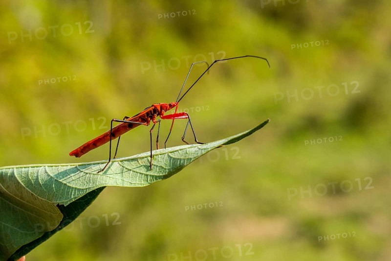 Red Cotton Bug