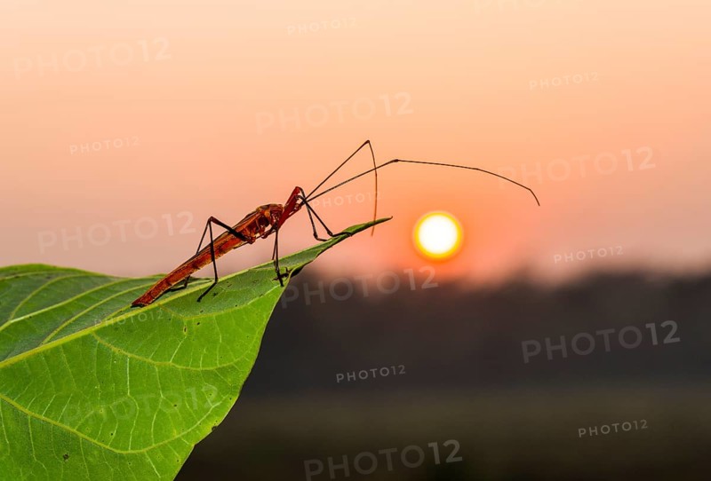 Red Cotton Bug