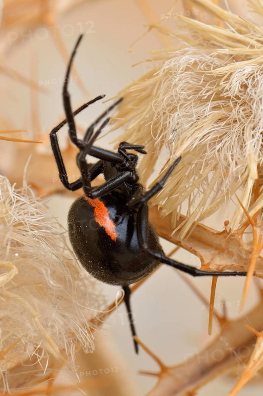 False widow spider