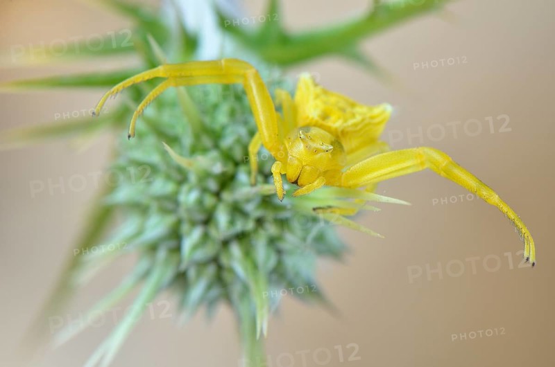 Crab spider