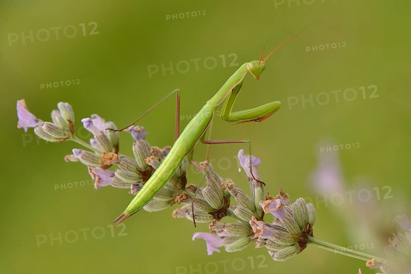 Female European mantis