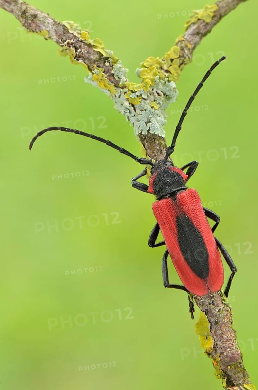 Long horned beetle