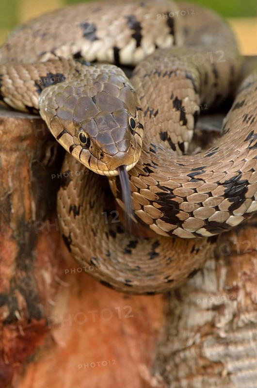 Adult grass snake or ringed snake