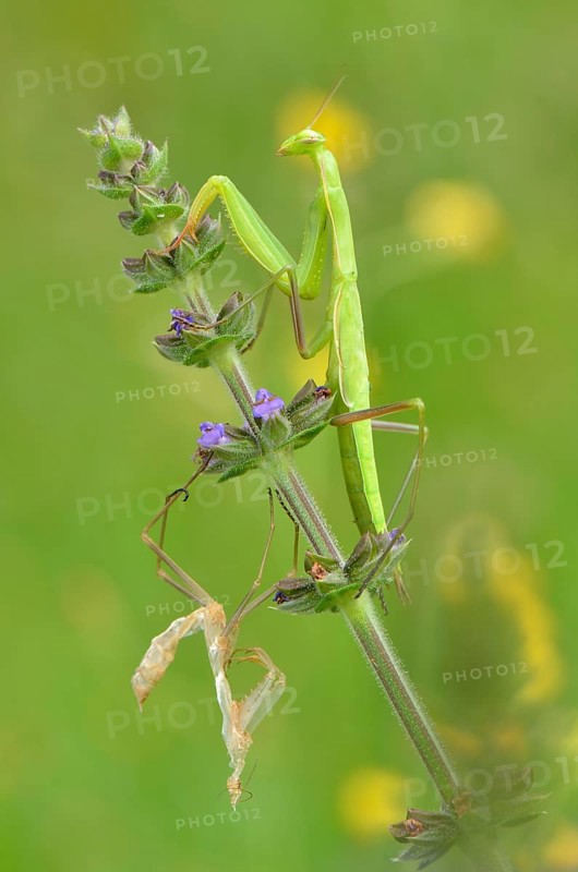 European mantis