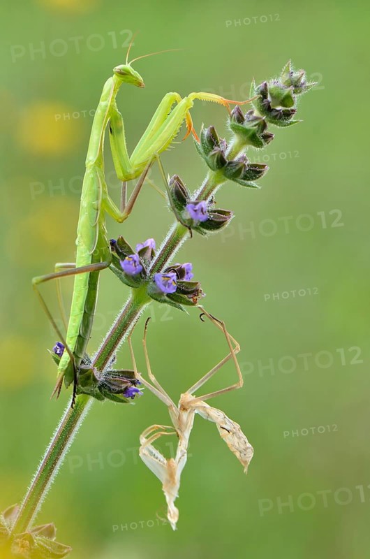 European mantis