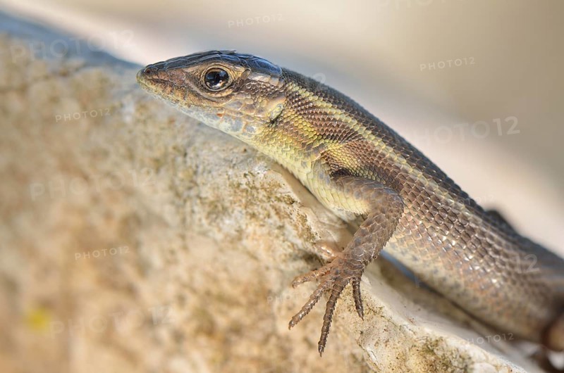 Adult snake-eyed lizard