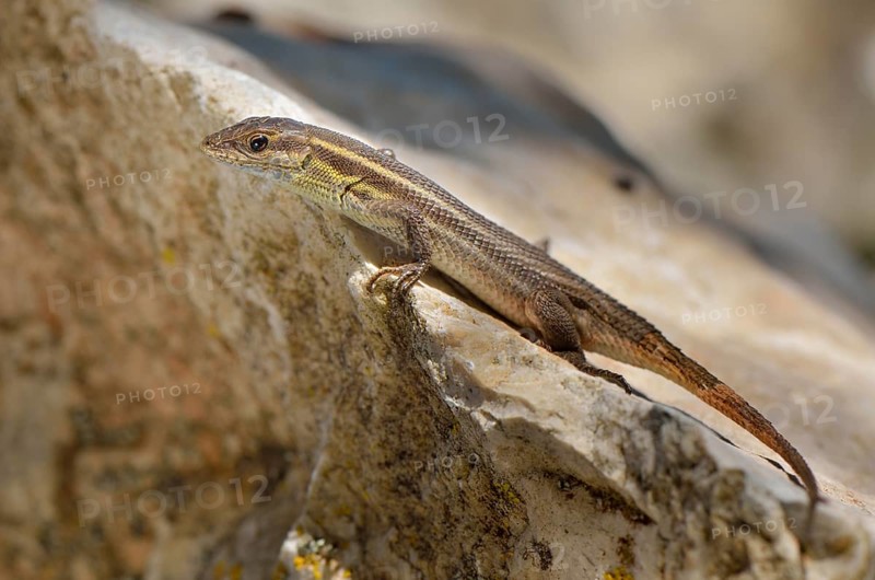 Adult snake-eyed lizard