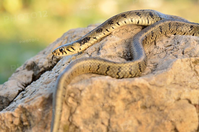 Adult grass snake or ringed snake