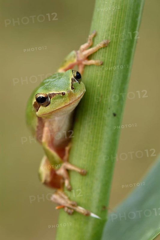 Full-grown Mediterranean Tree Frog