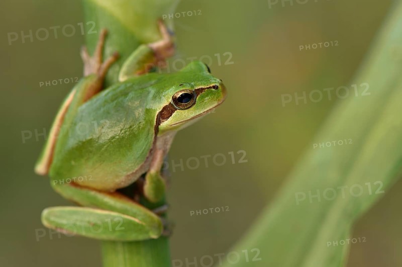 Full-grown Mediterranean Tree Frog