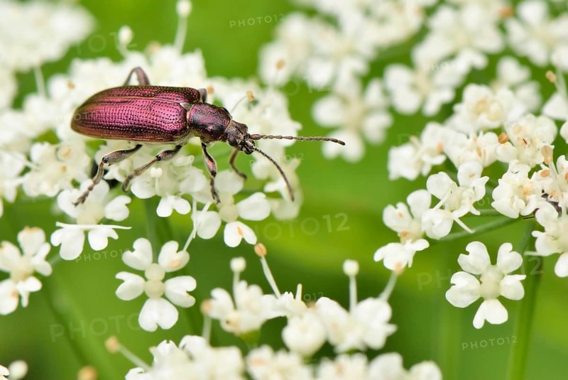 Violet shimmering leaf beetle