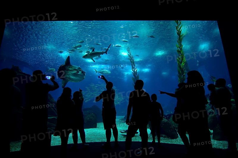 Visitors standing in front of the sea aquarium