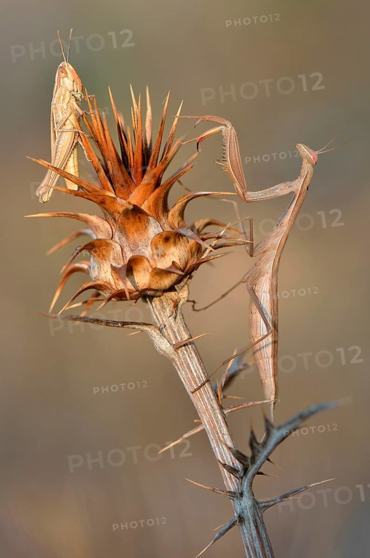 European mantis