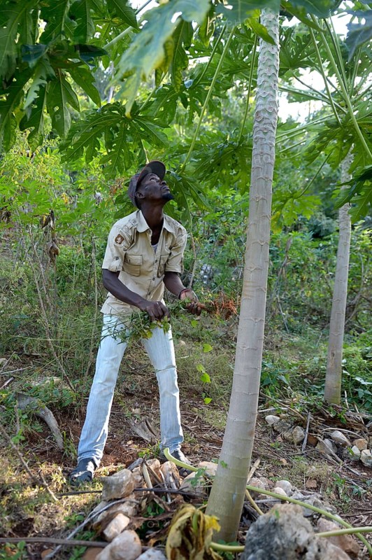 Young farmer tending to a papaya tree