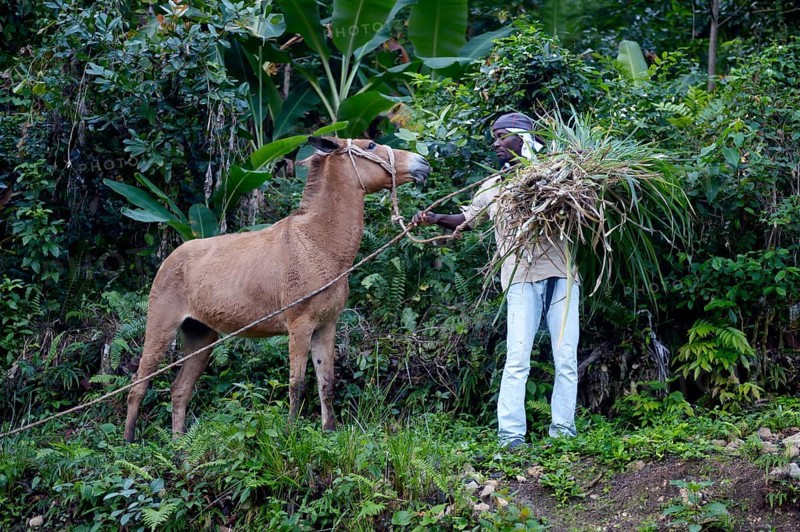 Young man with a mule and grass cuttings for livestock feed