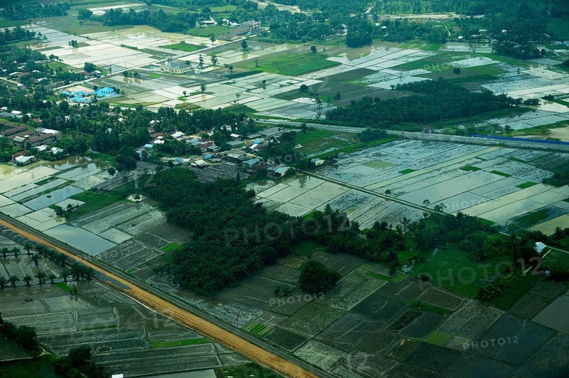 Flooded rice paddies in the rainy season