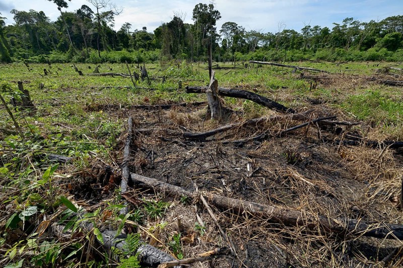 Forest clearance to obtain agricultural and grazing land