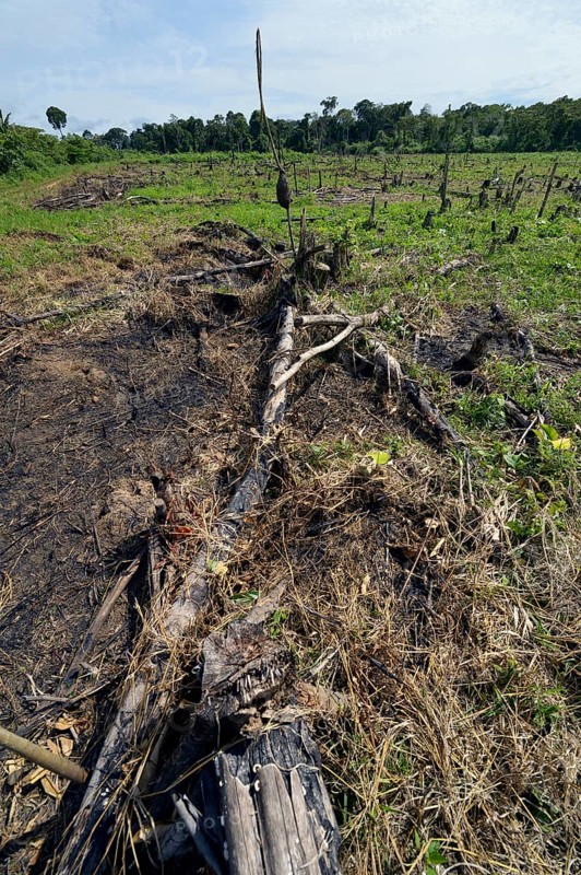 Forest clearance to obtain agricultural and grazing land