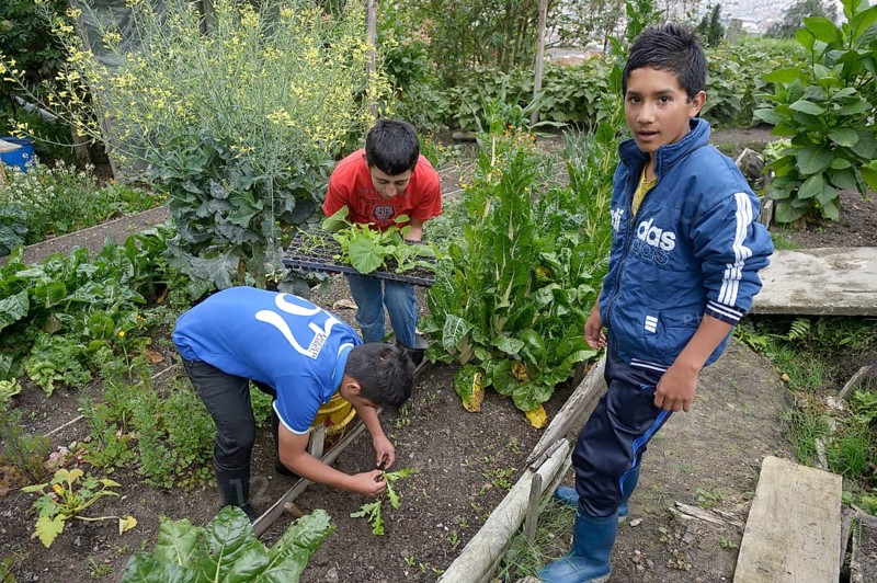 Teenagers planting lettuce in a vegetable garden