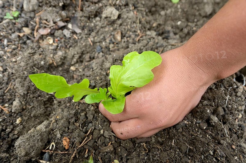 Teenager planting lettuce in a flower bed