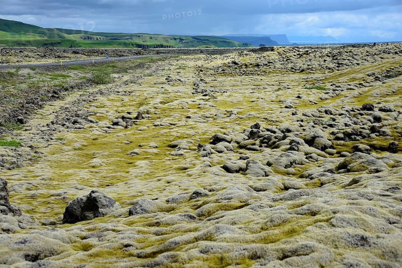 Lava with Niphotrichum elongatum moss