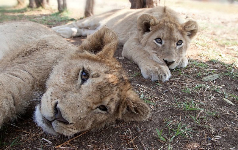 Lion