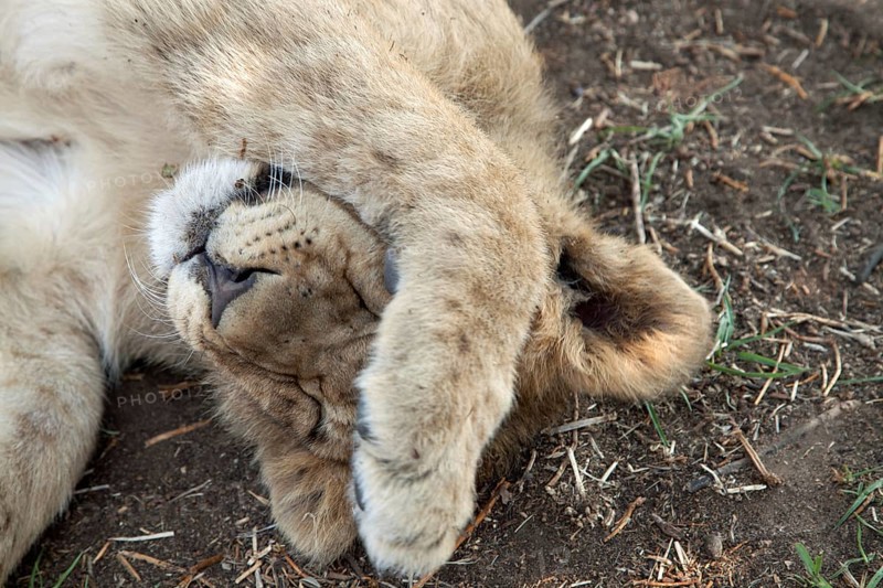 Lion