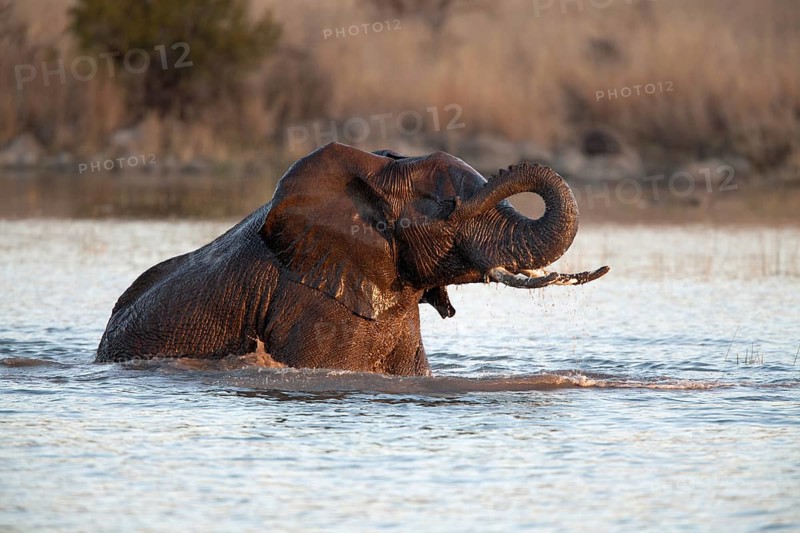 African bush elephant
