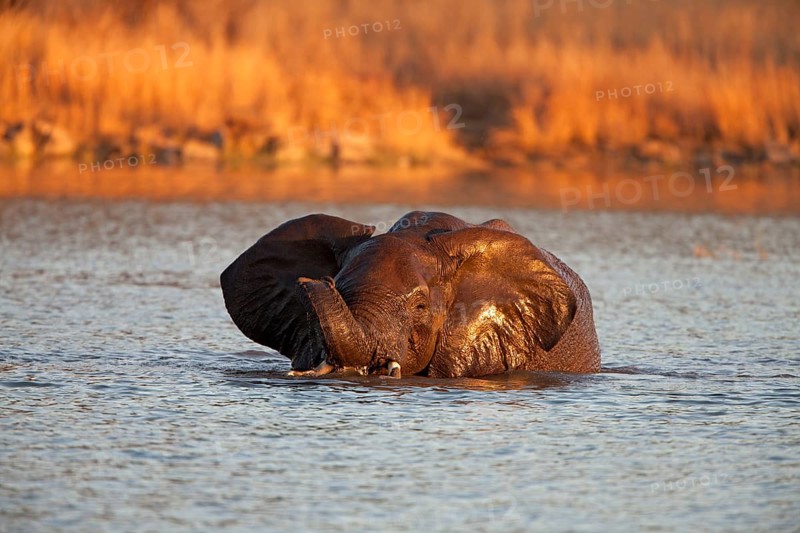 African bush elephant