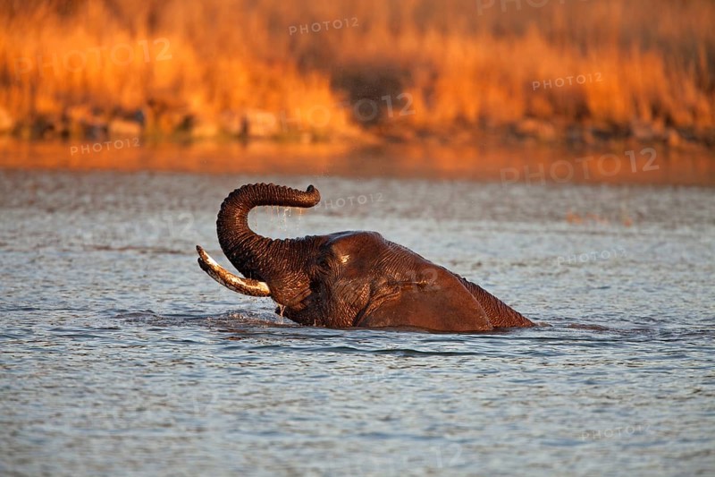 African bush elephant