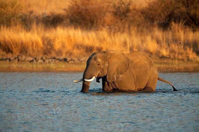 African bush elephant
