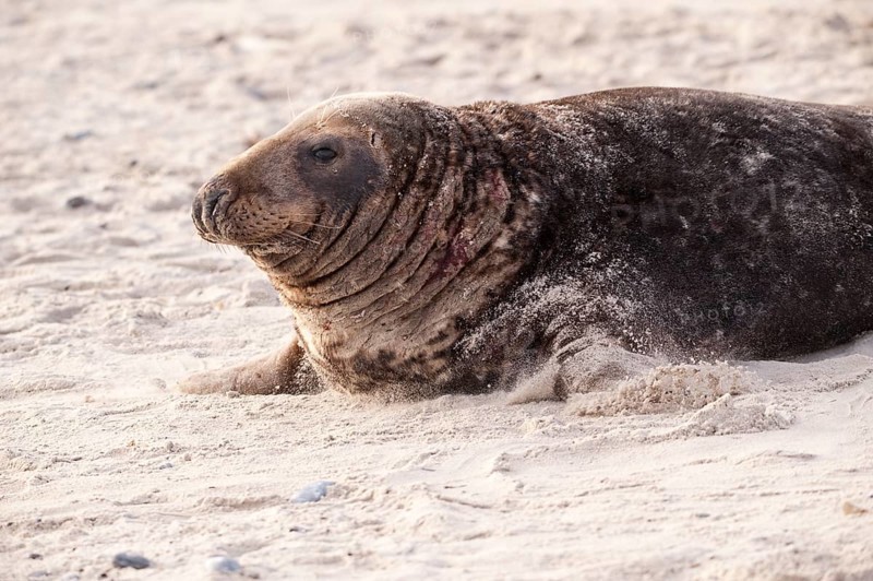 Grey seal
