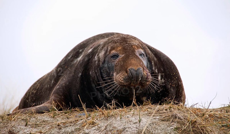 Grey seal