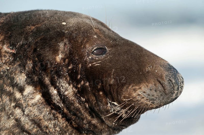 Grey seal