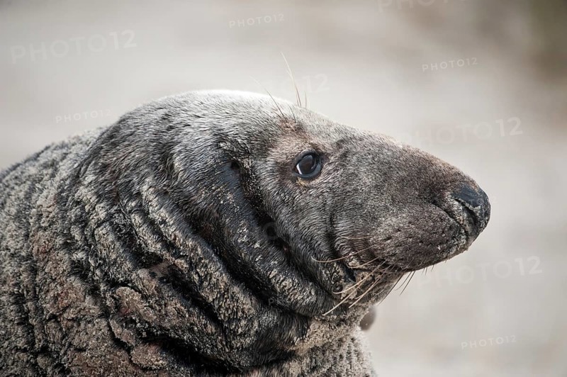 Grey seal