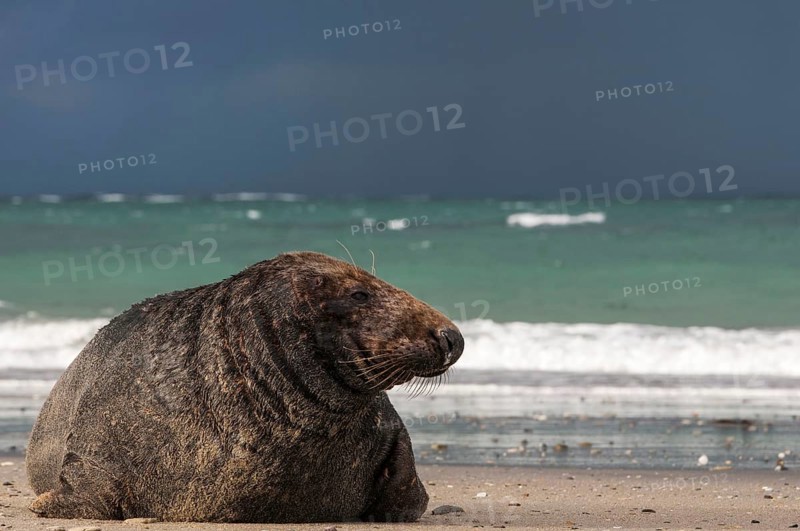 Grey seal